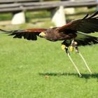 Bussard im Flug