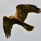 Bussard im Flug (2)