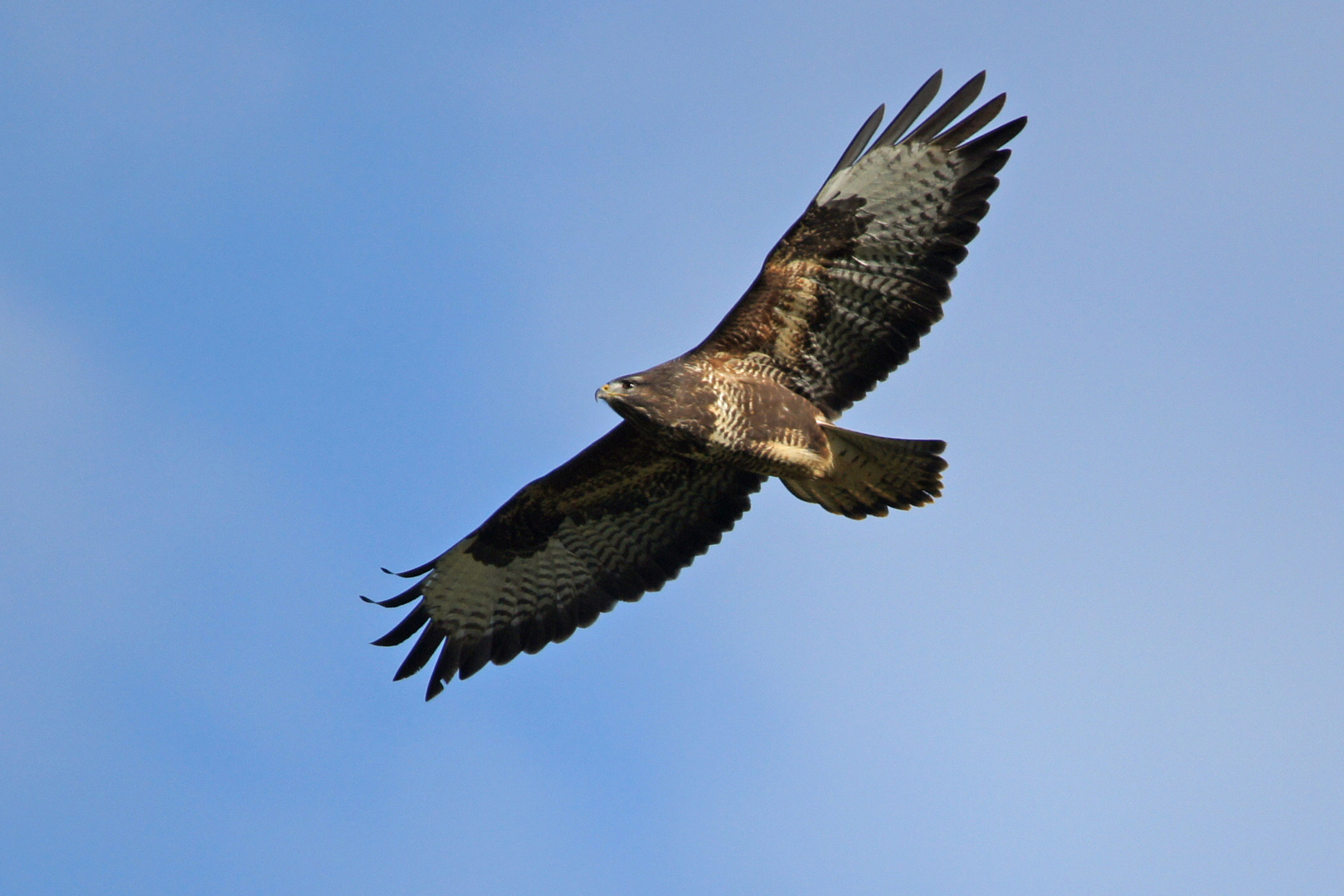 Bussard im Flug! 25.11.2014