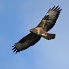 Bussard im Flug! 25.11.2014