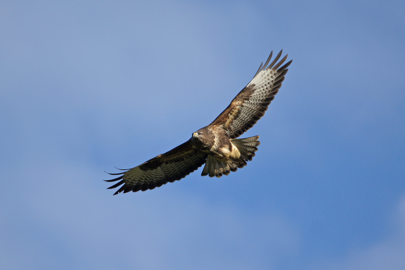 Bussard im Flug! 25.11.2014