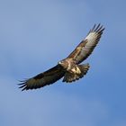 Bussard im Flug! 25.11.2014