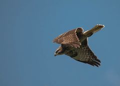 Bussard im Flug