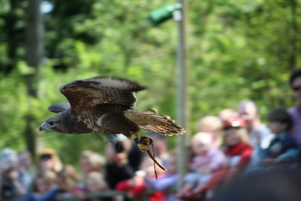 Bussard im Flug