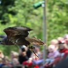 Bussard im Flug