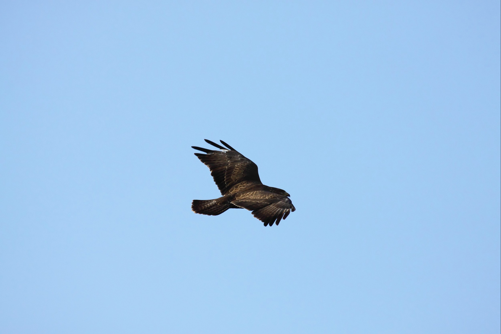 Bussard im Flug