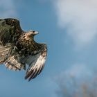 Bussard im Flug