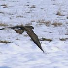 Bussard im Flug