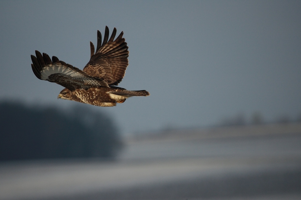 Bussard im Flug