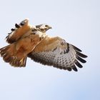 Bussard im Flug