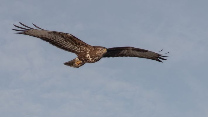 Bussard im Flug