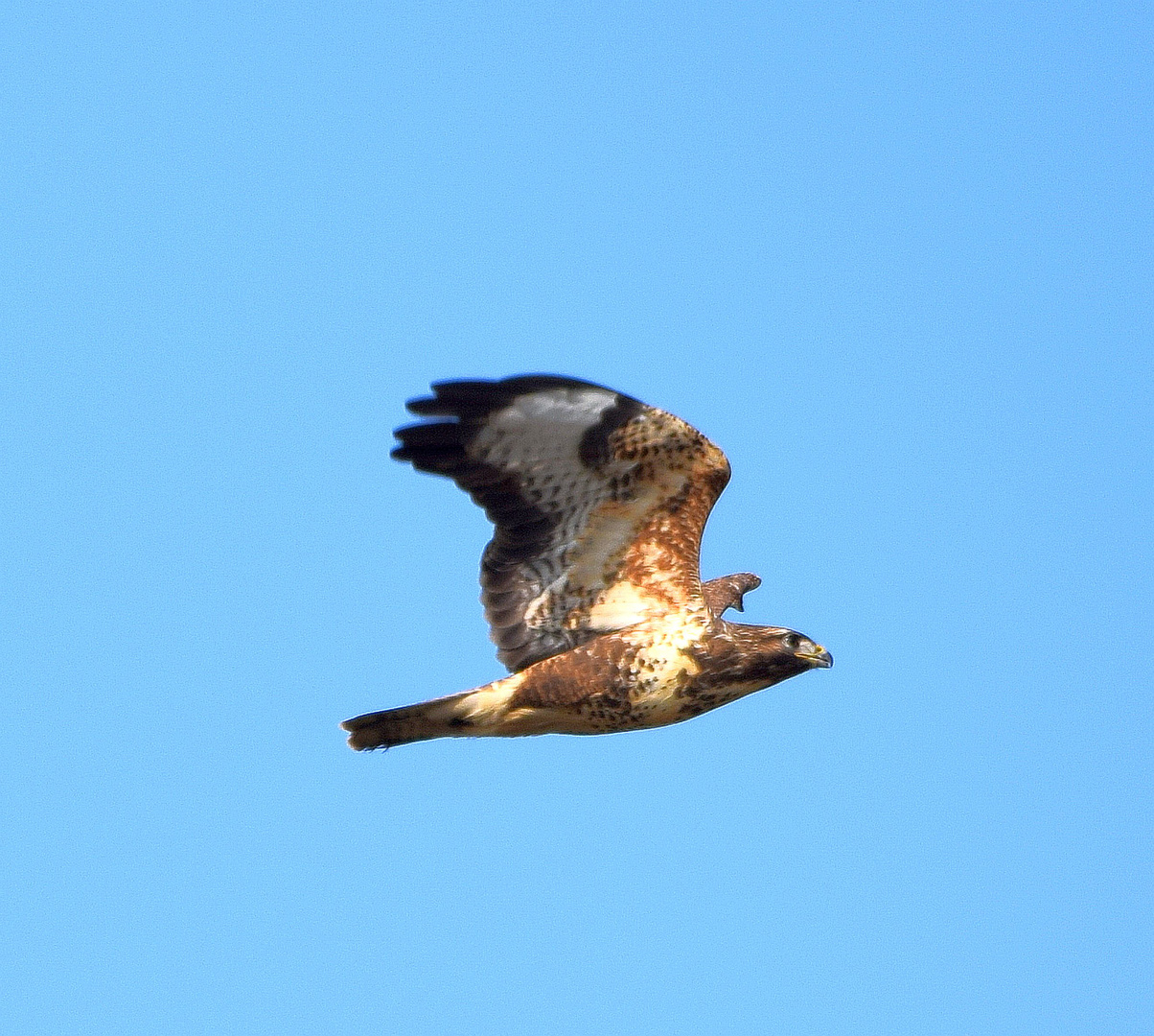 Bussard im flug