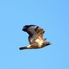 Bussard im flug