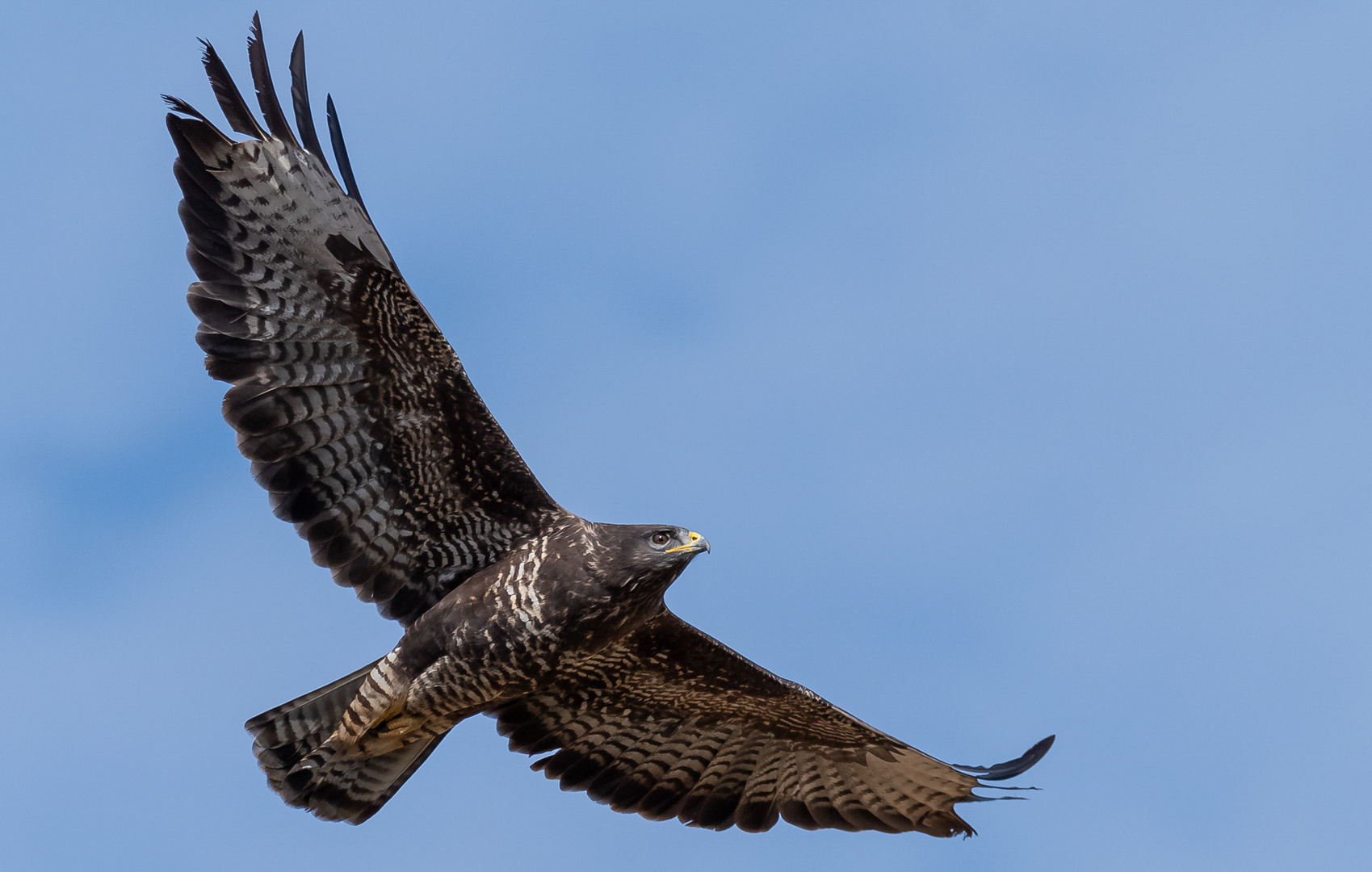 Bussard im Flug