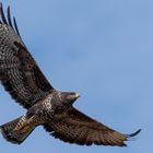 Bussard im Flug