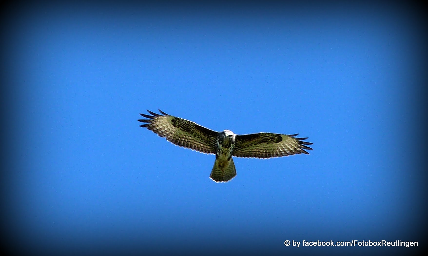 Bussard im Flug