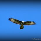 Bussard im Flug