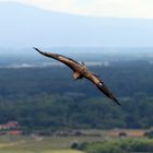 Bussard im Flug