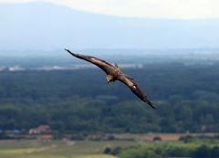 Bussard im Flug