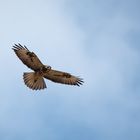 Bussard im Flug