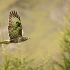 Bussard im Flug