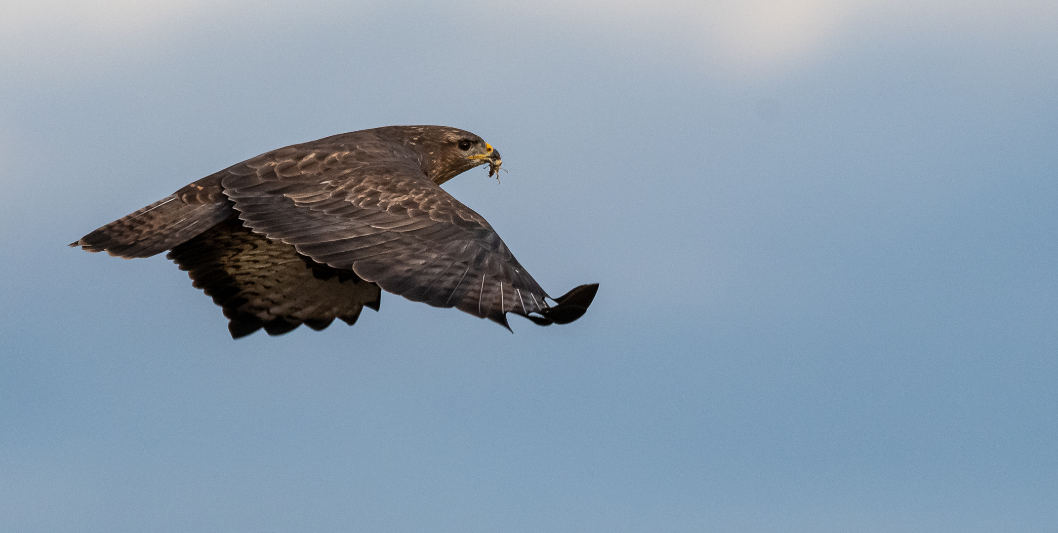 Bussard im Flug . . . . .