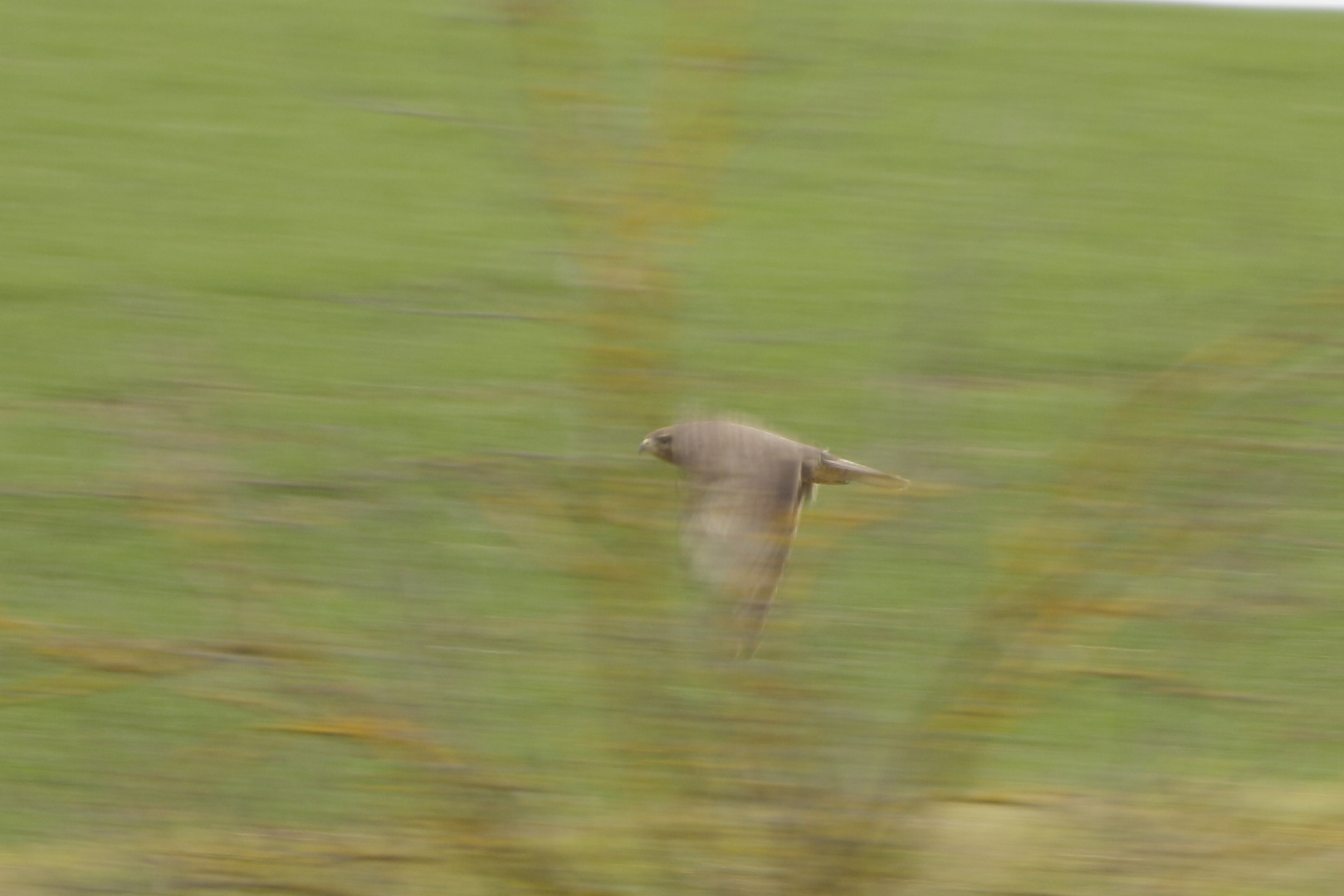 Bussard im Flug hinter den Ästen