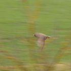 Bussard im Flug hinter den Ästen