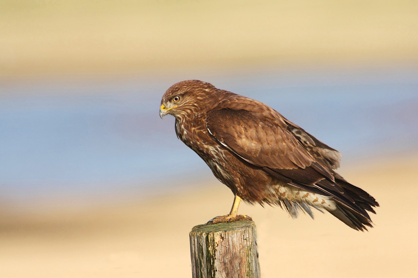 Bussard im frühen Licht