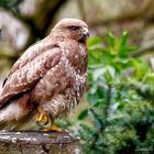 Bussard im Garten