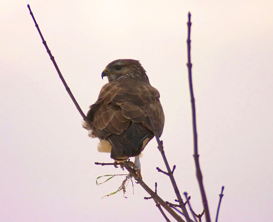 Bussard im Gegenlicht, blitzen oder nicht blitzen, dass ist hier die Frage...