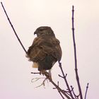 Bussard im Gegenlicht, blitzen oder nicht blitzen, dass ist hier die Frage...