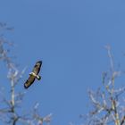 Bussard im Gleitflug