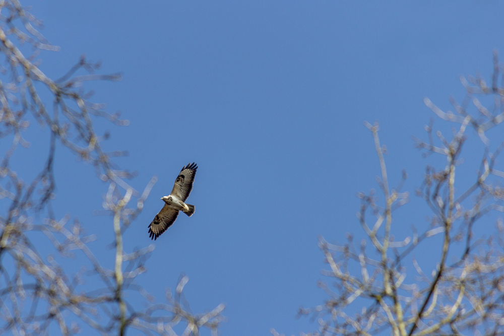 Bussard im Gleitflug