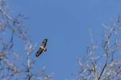 Bussard im Gleitflug