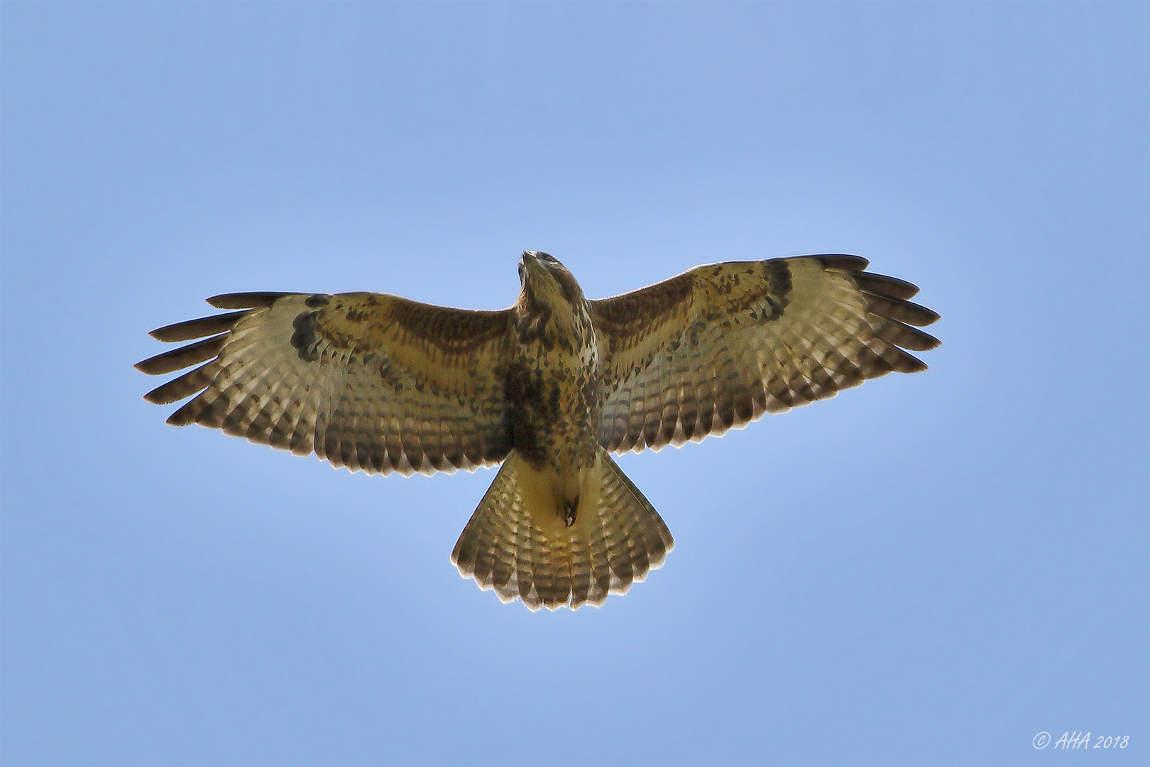 Bussard im Gleitflug