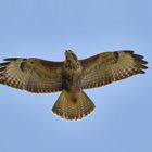 Bussard im Gleitflug