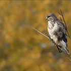 Bussard im Herbst