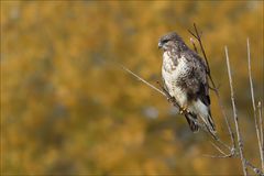 Bussard im Herbst