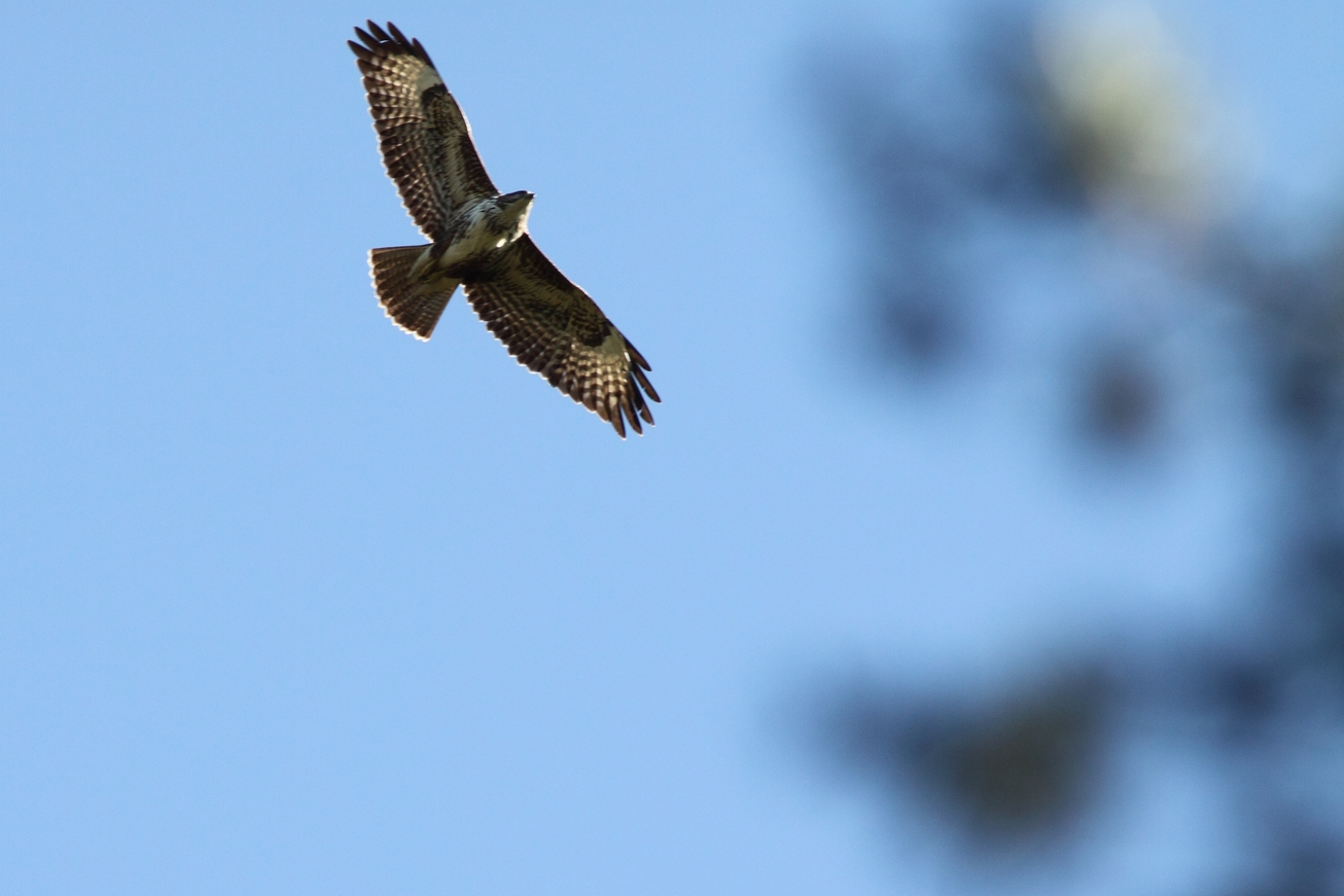 Bussard im Herbst 3