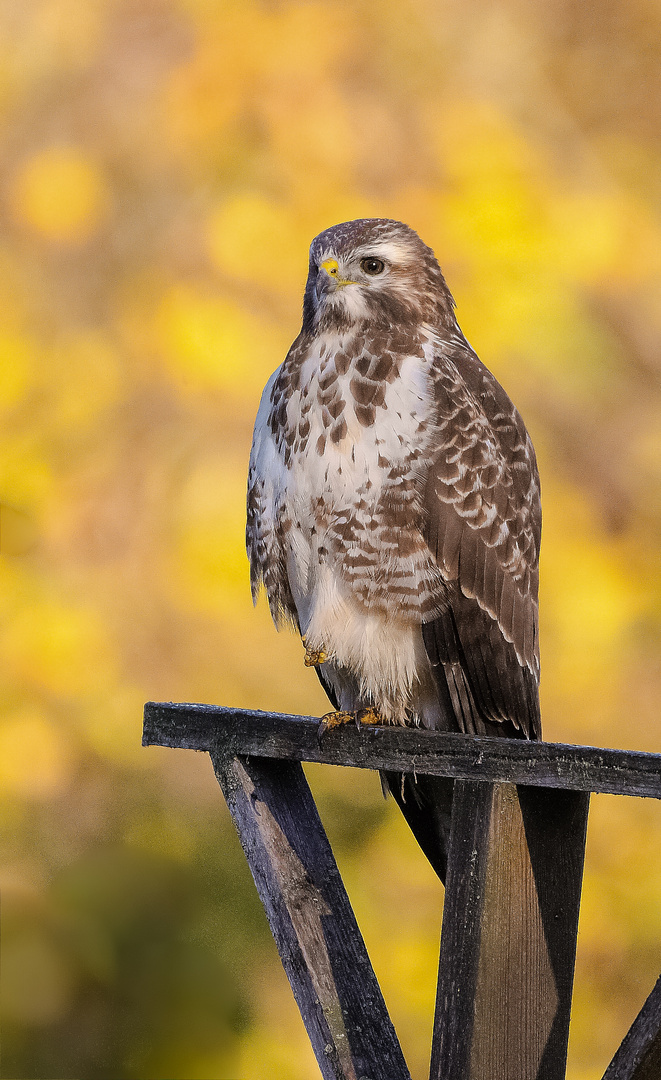 Bussard im Herbst