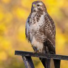 Bussard im Herbst