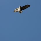 Bussard im Herbst 4