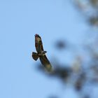 Bussard im Herbst