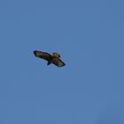 Bussard im Herbst 6