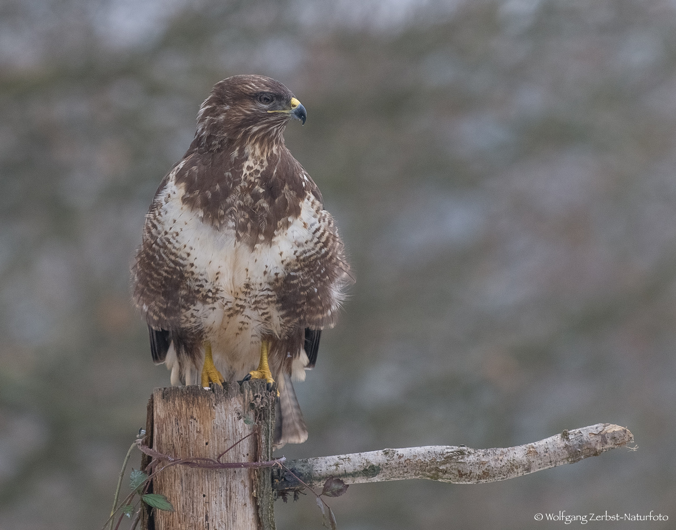  -- Bussard  im Januargrau --