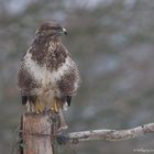  -- Bussard  im Januargrau --