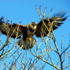 Bussard im Kastanienbaum