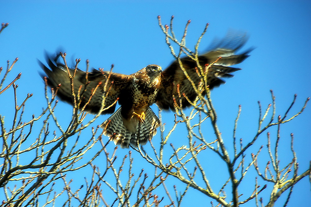 Bussard im Kastanienbaum