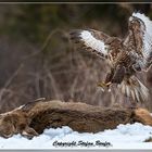 Bussard im Landeanflug